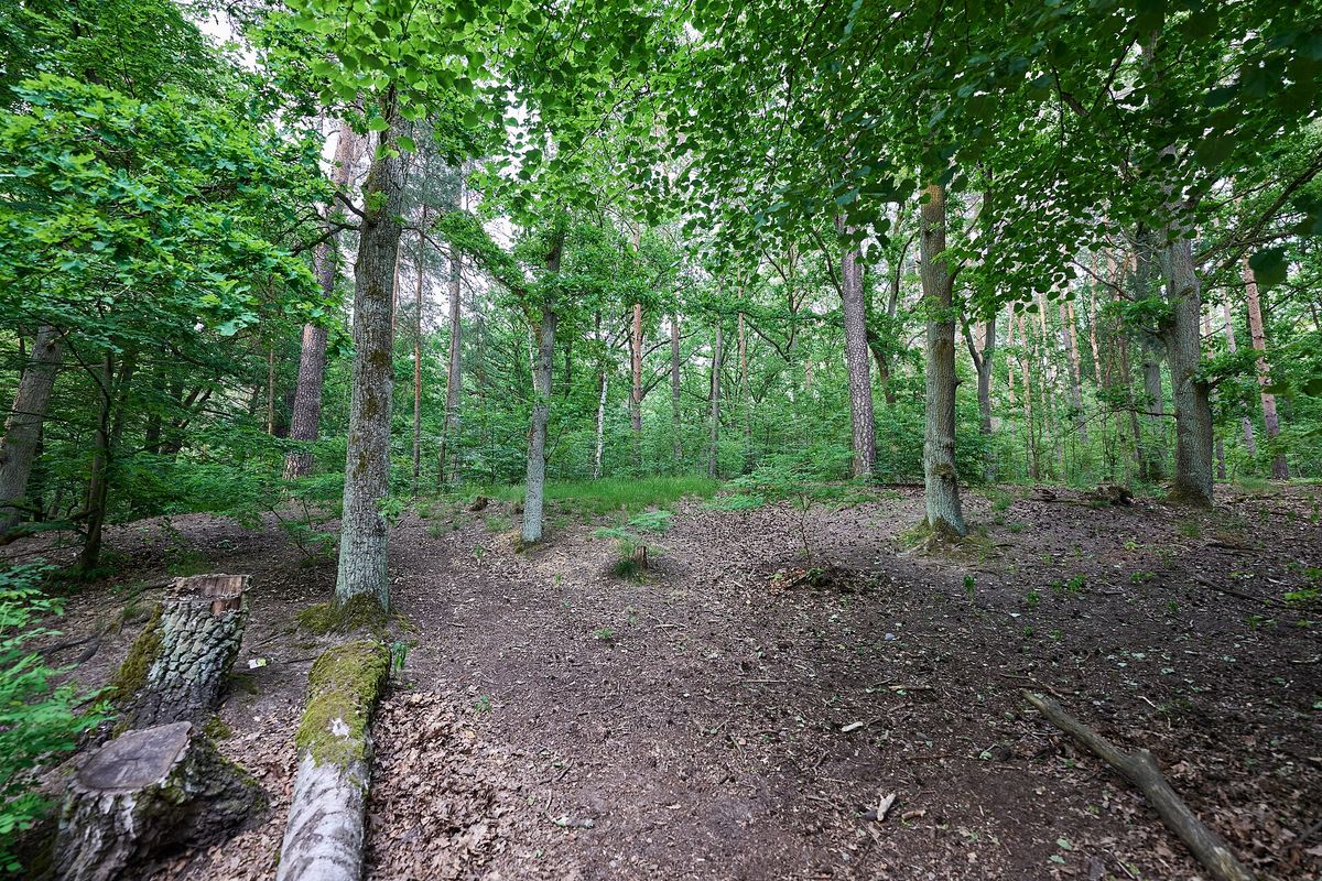 Photograph of Hundeauslaufgebiet Grunewald