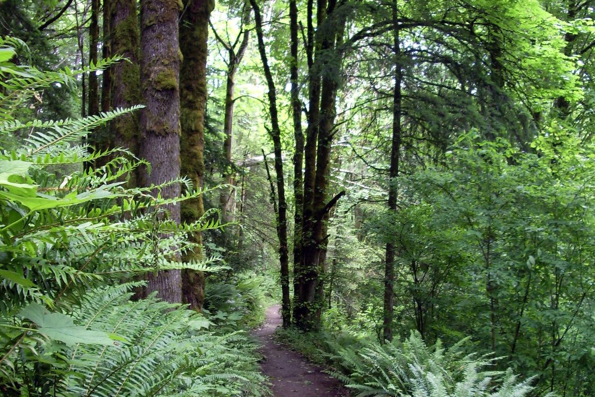 Photograph of Wildwood Trail, Forest Park